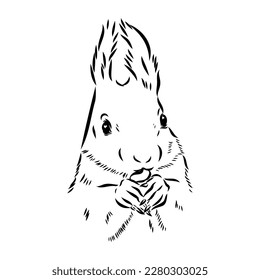 Ardilla dibujada a mano. Animales retro realistas aislados. Estilo vintage. Diseño gráfico de la línea de dibujo de Doodle. Mamífero dibujado en blanco y negro. Esbozo vectorial. animal de Navidad.