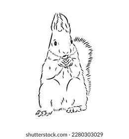 Hand drawn squirrel. Retro realistic animal isolated. Vintage style. Doodle line graphic design. Black and white drawing mammal. Vector sketch. Christmas animal.