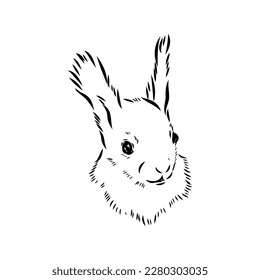 Hand drawn squirrel. Retro realistic animal isolated. Vintage style. Doodle line graphic design. Black and white drawing mammal. Vector sketch. Christmas animal.