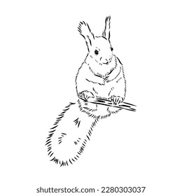 Hand drawn squirrel. Retro realistic animal isolated. Vintage style. Doodle line graphic design. Black and white drawing mammal. Vector sketch. Christmas animal.
