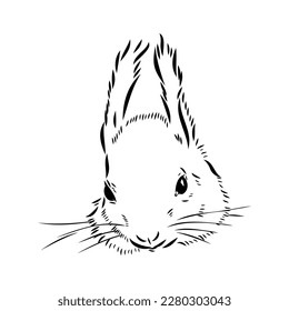 Hand drawn squirrel. Retro realistic animal isolated. Vintage style. Doodle line graphic design. Black and white drawing mammal. Vector sketch. Christmas animal.