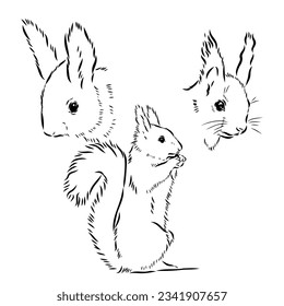 Hand drawn squirrel. Retro realistic animal isolated. Vintage style. Doodle line graphic design. Black and white drawing mammal. Vector sketch. Christmas animal.