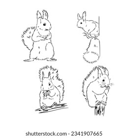 Hand drawn squirrel. Retro realistic animal isolated. Vintage style. Doodle line graphic design. Black and white drawing mammal. Vector sketch. Christmas animal.