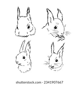 Hand drawn squirrel. Retro realistic animal isolated. Vintage style. Doodle line graphic design. Black and white drawing mammal. Vector sketch. Christmas animal.