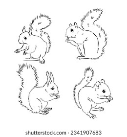 Hand drawn squirrel. Retro realistic animal isolated. Vintage style. Doodle line graphic design. Black and white drawing mammal. Vector sketch. Christmas animal.