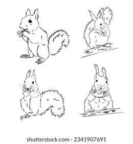 Hand drawn squirrel. Retro realistic animal isolated. Vintage style. Doodle line graphic design. Black and white drawing mammal. Vector sketch. Christmas animal.