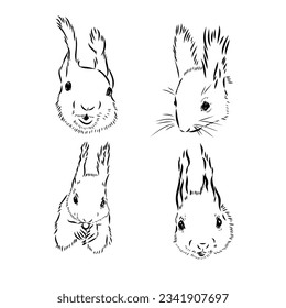 Hand drawn squirrel. Retro realistic animal isolated. Vintage style. Doodle line graphic design. Black and white drawing mammal. Vector sketch. Christmas animal.