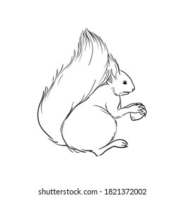 Hand drawn squirrel. Vector illustration.