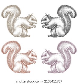 Hand Drawn Squirrel Vector Illustration. Retro Realistic Animal Isolated. Vintage Style

