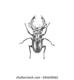 Hand Drawn Stag Beetle Sketch Symbol. Vector Insect Element In Trendy Style.
