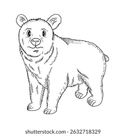 Hand drawn standing bear vector illustration. Forest bear character sketch style