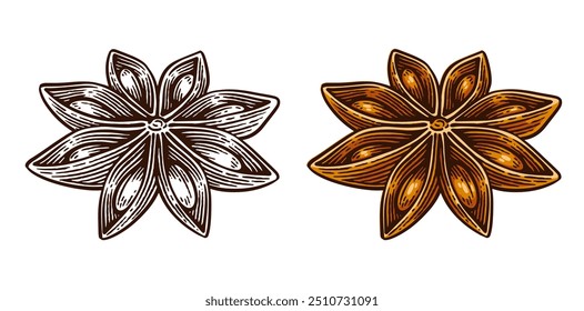 Hand Drawn Star Anise, Line Art Engraving Style Vector Illustration