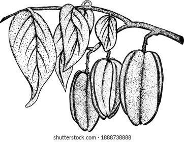 Hand drawn star fruit. A branch of carambola. Exotic tropical fruit. Vector Hand Drawn. Sketch, vintage Botanical Illustration. Eco healthy food. Superfood.