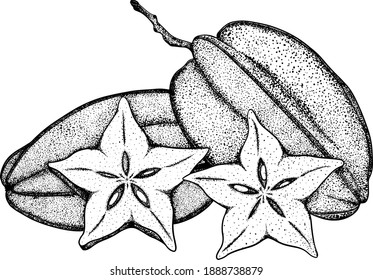 Handgezeichnete Carambola. Eine Scheibe Karambola. Exotische tropische Früchte. Vektorhandgezeichnet. Sketch Botanische Illustration. Öko gesunde Lebensmittel. Superfood.