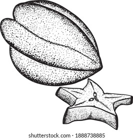 Hand drawn star fruit. A slice of carambola. Exotic tropical fruit. Vector Hand Drawn. Sketch, vintage Botanical Illustration. Eco healthy food. Superfood.