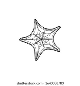 Hand drawn starfish for coloring book. Sea star for coloring. Simple illustration.