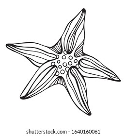 Hand drawn starfish coloring vector illustration for children and adults.
Design for wallpapers, postcards and posters. Black and white. Underwater world.
