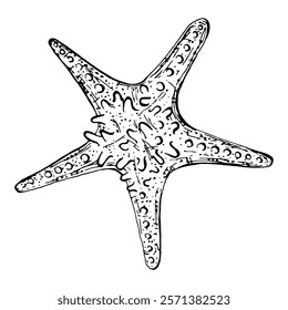 Hand drawn starfish in outline engraving style. Isolated on a white background. Vector illustration. Perfect for invitations, greeting cards, postcard, print, fashion design, t-shirts, pillows, plates