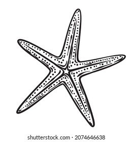 Hand drawn starfish or sea star vector illustration