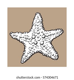 Hand drawn starfish, underwater living organism, sketch style black and white vector illustration isolated on brown background. Realistic hand drawing of tropical underwater starfish