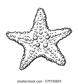 Hand drawn starfish, underwater living organism, sketch style black and white vector illustration isolated on white background.