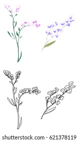 hand drawn Statice or Limonium flower 