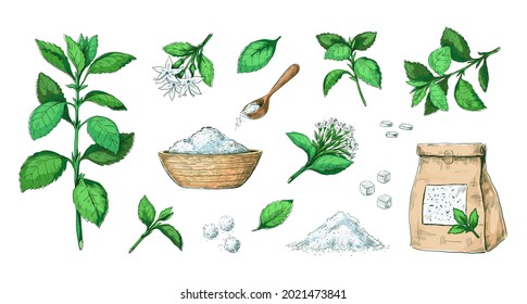 Hand drawn stevia. Healthy sugar alternative plant. Natural leaves extract. Sweet pills and dried stems. Diet product engraving collection. Stalks with flowers. Vector sweeteners set
