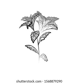 Hand drawn stevia plants with hatching. Natural healthy sweetener. Useful herbal organic product. Plant with branches, leaves. Vector engraving element for menu, recipes, articles and your design