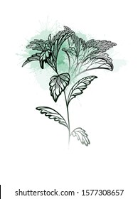 Hand drawn stevia plants with hatching and green watercolor splash. Natural healthy sweetener. Useful herbal organic product. Plant with branches, leaves. Vector engraving element for your design