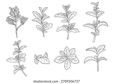 Ilustración vectorial de stevia dibujada a mano