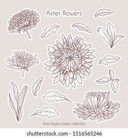 Hand drawn sticker collection of aster flowers and leaves