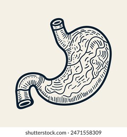 hand drawn stomach vector illustration
