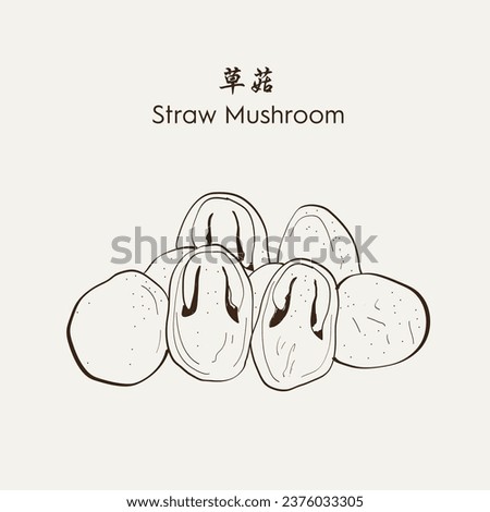 Hand drawn Straw Mushroom 草菇. Hand drawn vector illustration in sketch style. EPS 10 商業照片 © 