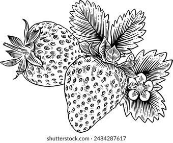 Hand gezeichnete Erdbeeren Skizze Illustration