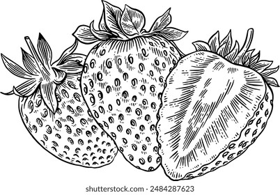 Hand gezeichnete Erdbeeren Skizze Illustration