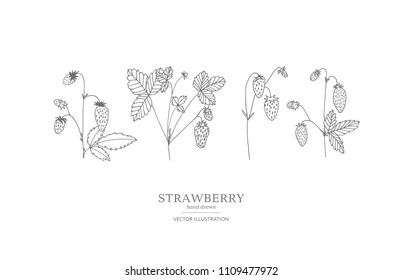 Hand drawn strawberry branches isolated on a white background. Collection of botany vector illustrations. EPS 10