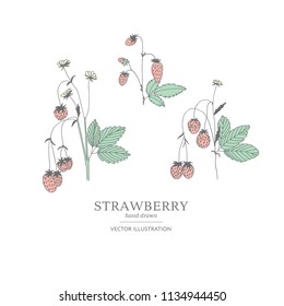 Hand drawn strawberry branches isolated on a white background. Collection of botany vector illustrations. EPS 10