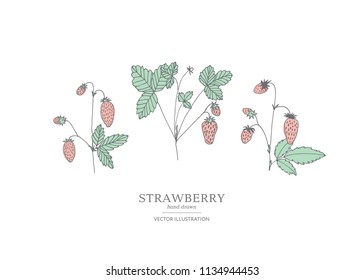 Hand drawn strawberry branches isolated on a white background. Collection of botany vector illustrations. EPS 10
