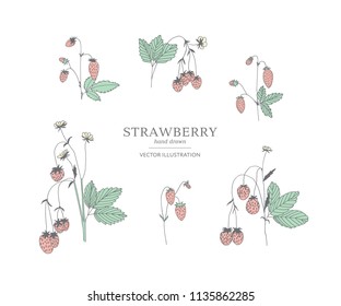 Hand drawn strawberry branches isolated on a white background. Collection of botany vector illustrations. EPS 10