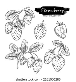 Hand drawn Strawberry fruit collection