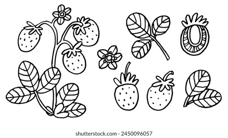 Hand drawn Strawberry fruit collection. Strawberry coloring book or page for children. Vector illustration isolated on white background.