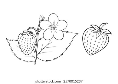 Hand drawn strawberry fruit with leaves,Line art style illustration