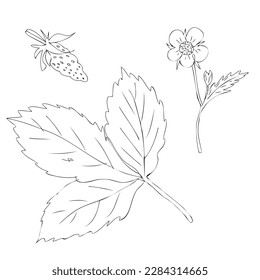 Hand drawn strawberry leaf, flower and berry in freehand retro style. Perfect for stickers, cards, print. Isolated vector illustration for decor and design.



