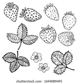 Hand drawn strawberry on white background. Fruits, flowers, leaves. Vector sketch illustration 