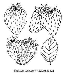 Hand drawn strawberry on white background. Fruits, flowers, leaves. Vector sketch illustration