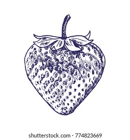 Hand Drawn Strawberry on White Background. Vector illustration