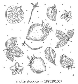 Fresa dibujada a mano sobre fondo blanco, bayas, hojas, flores, semillas para la plantilla de afiches, tarjeta, patrón y diseño textil, ilustración orgánica de alimentos. Ilustración del vector