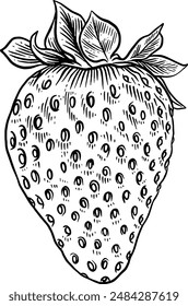 Hand drawn Strawberry Sketch Illustration