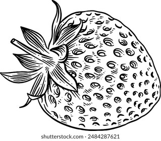 Hand drawn Strawberry Sketch Illustration