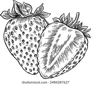 Hand drawn Strawberry Sketch Illustration